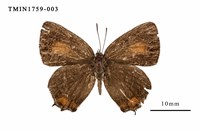 藏品(渡氏烏灰蝶)的圖片